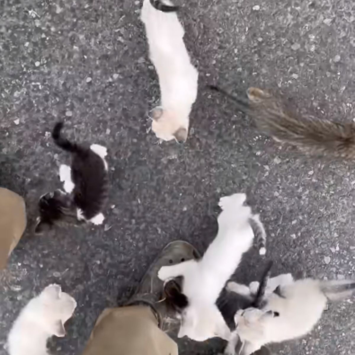 abandoned kittens