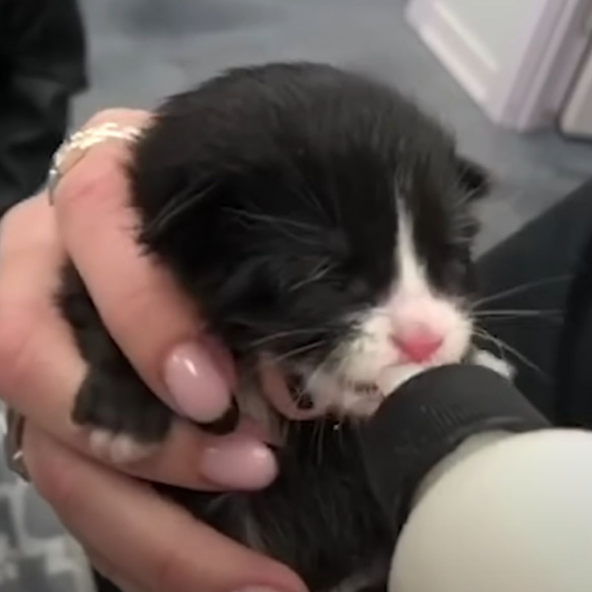 kitten bottle fed