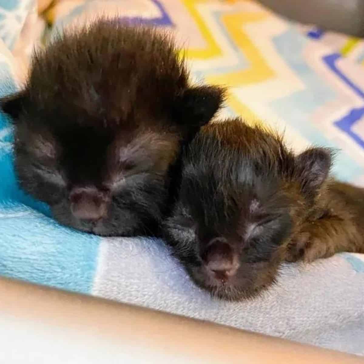 newborn kittens