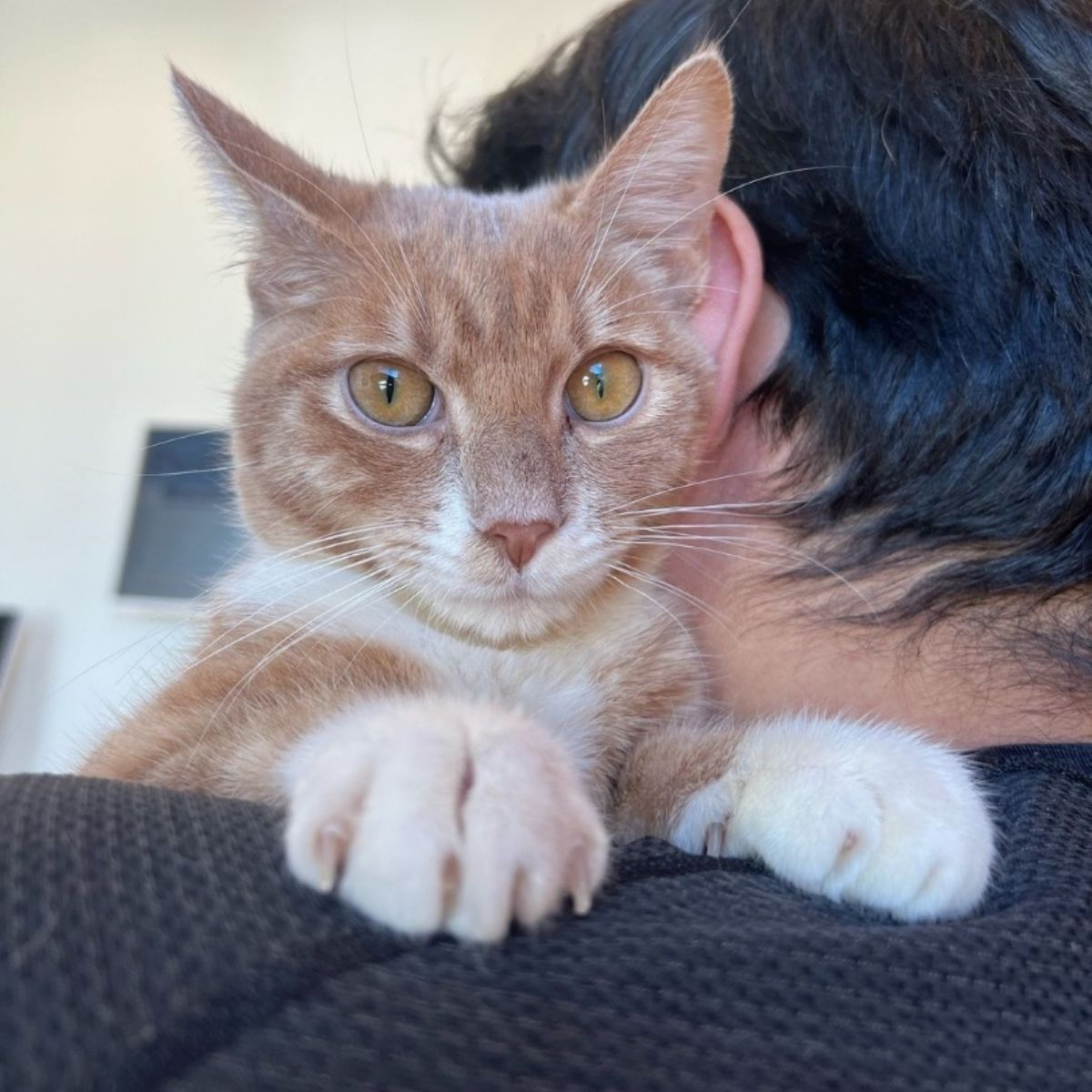 cute ginger cat