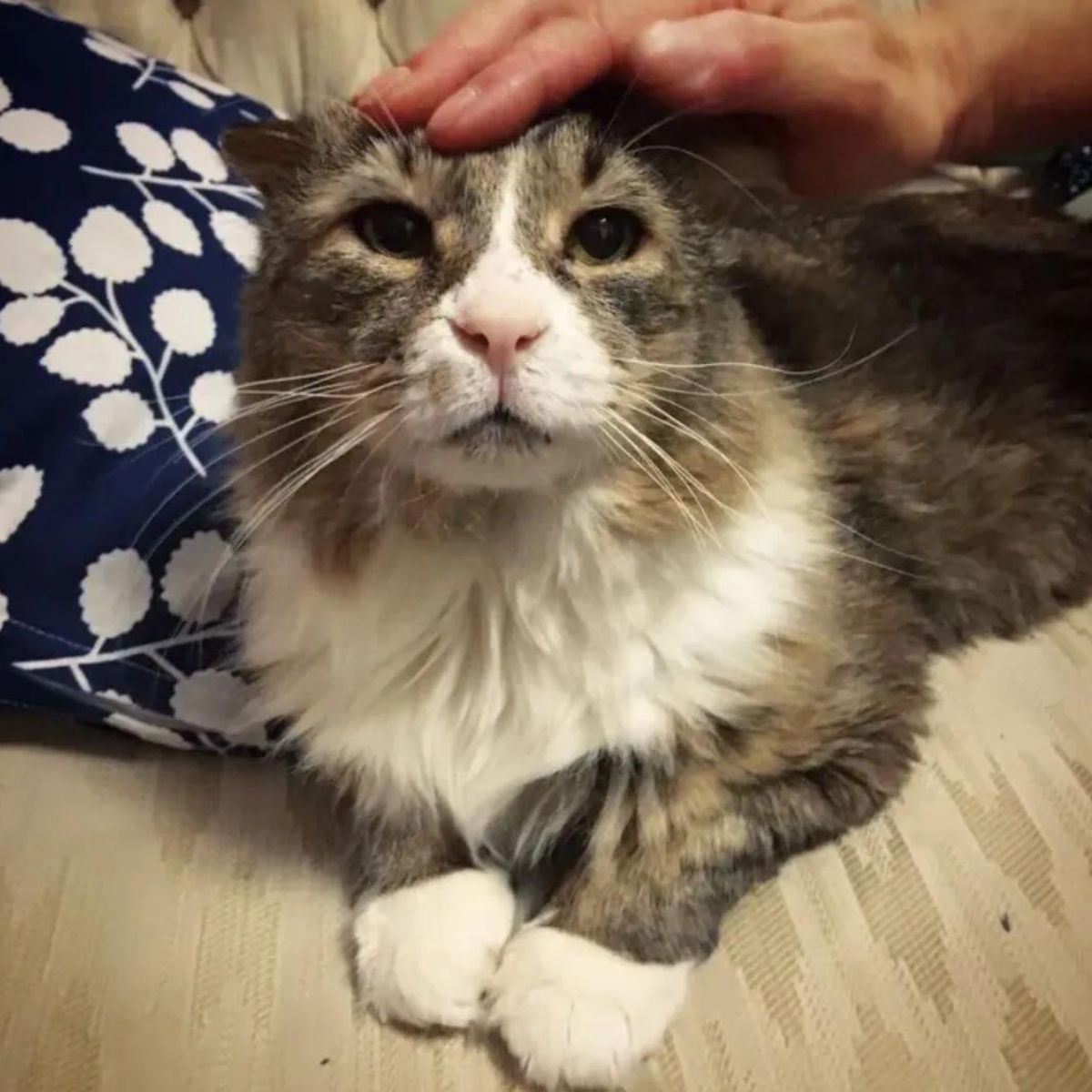 hand petting the cat