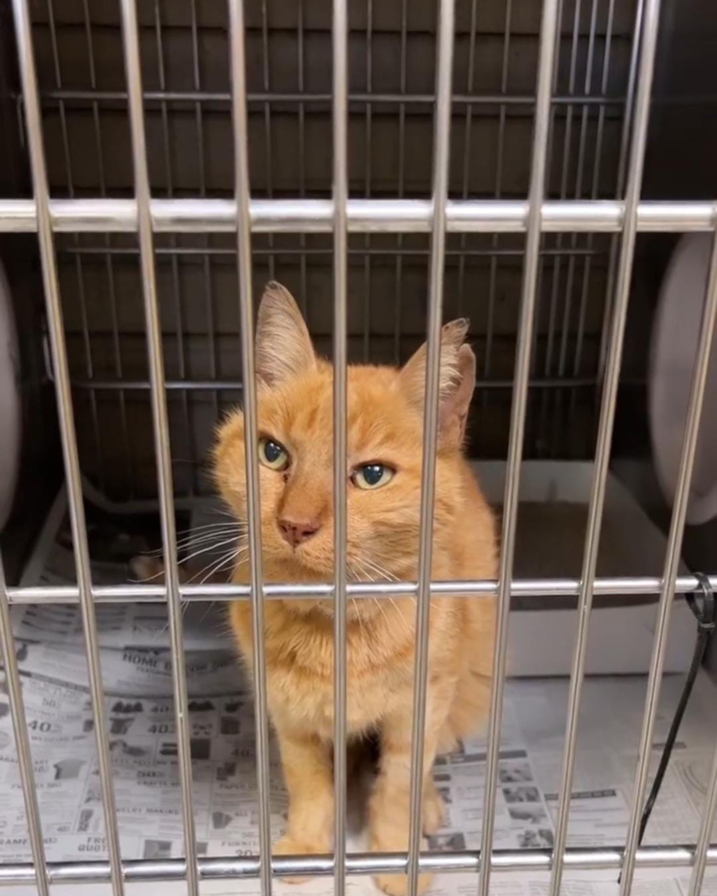 ginger cat in cage