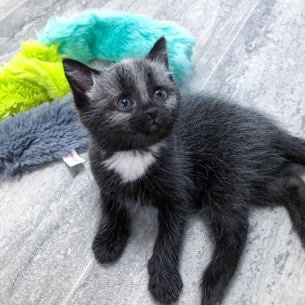 kitten lying on the floor