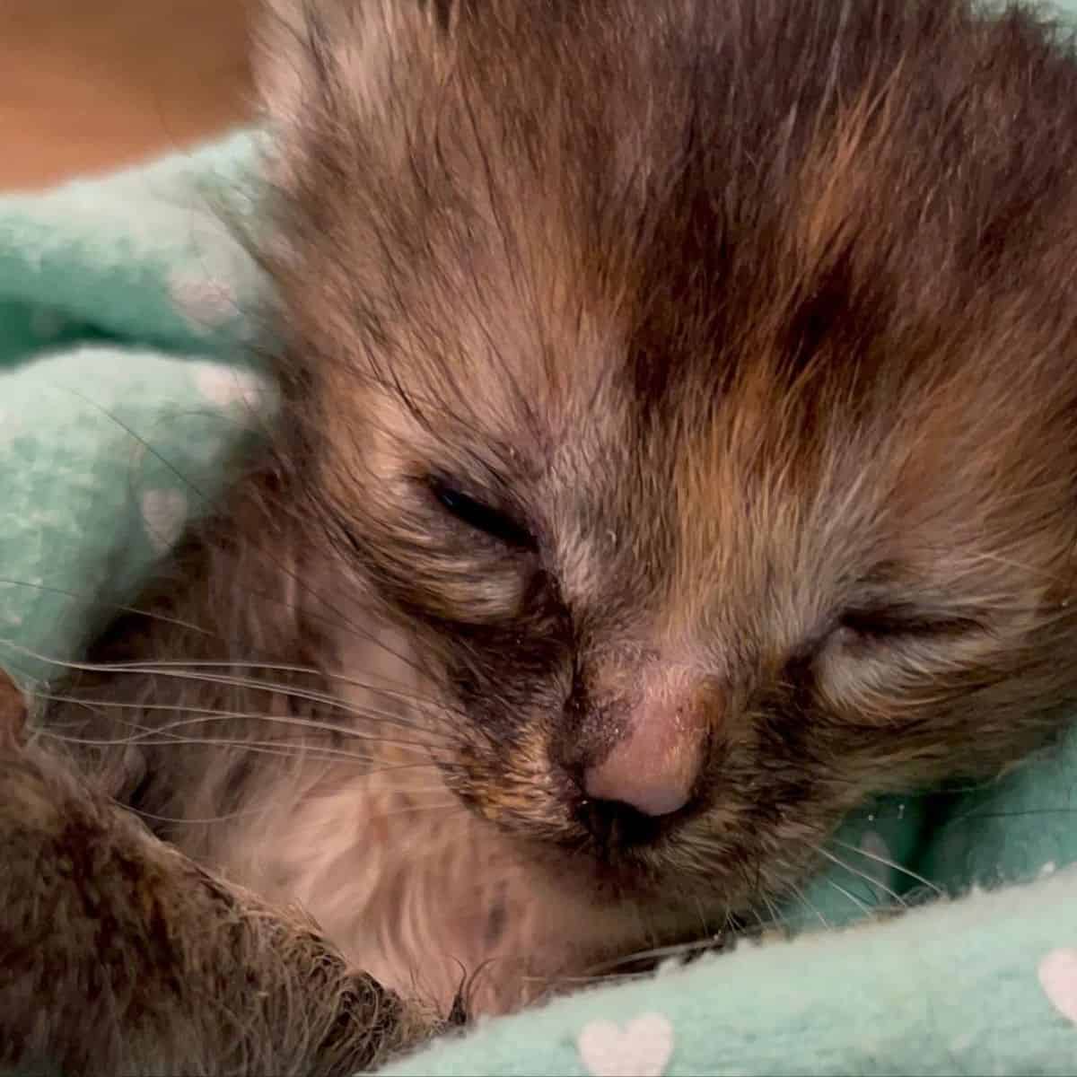 close-up photo of kitten