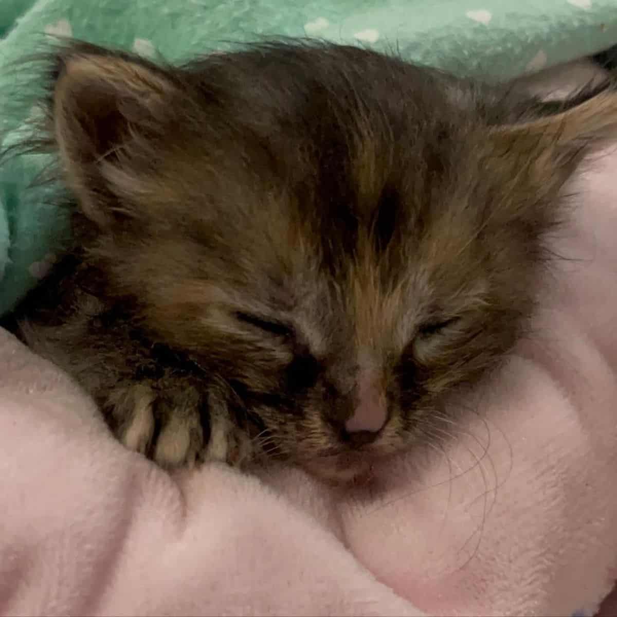 kitten sleeping