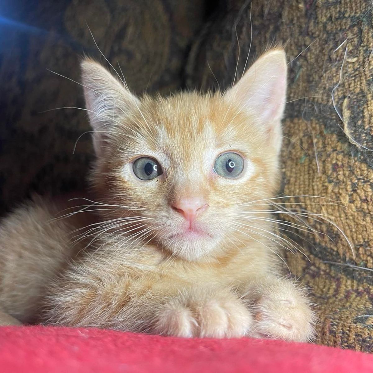 ginger kitten