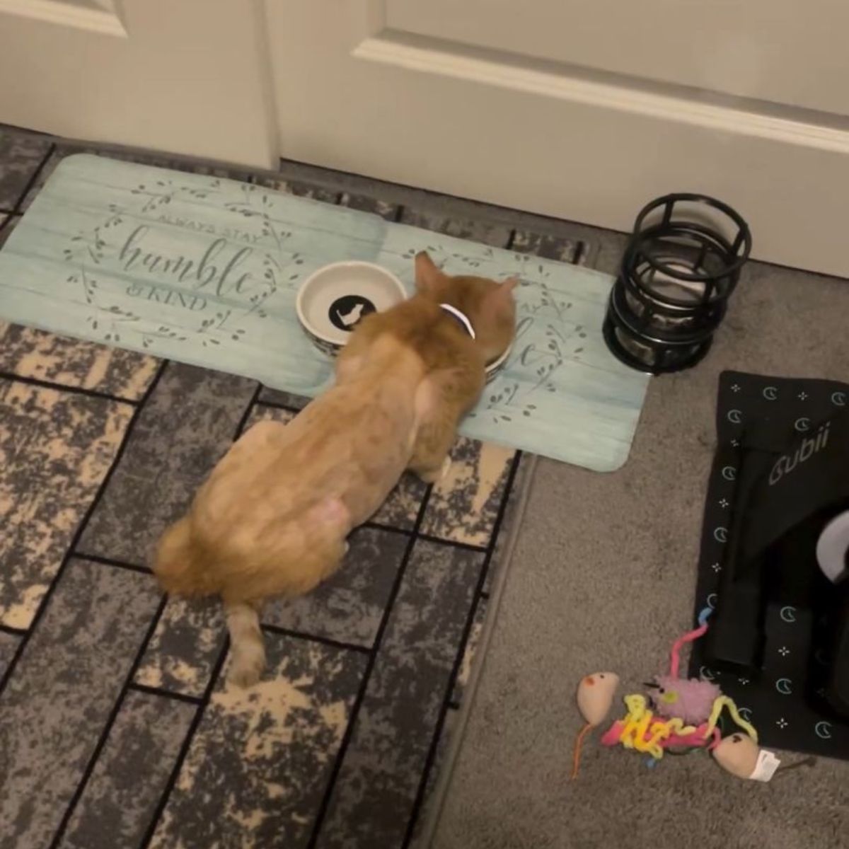 cat eating from a bowl