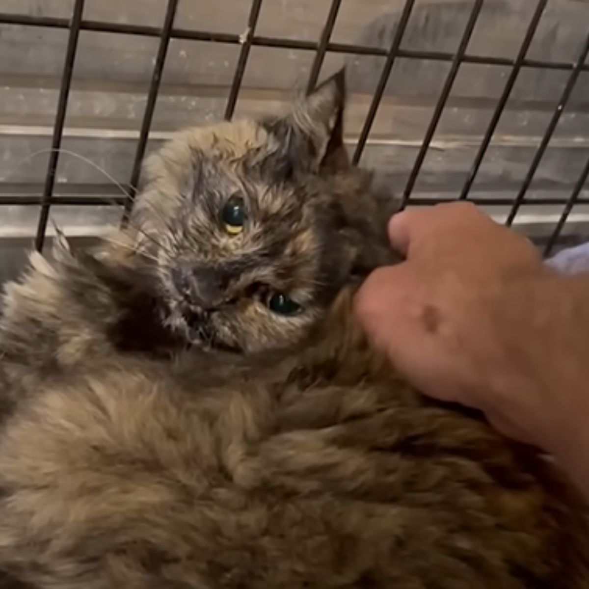 injured cat being cuddled