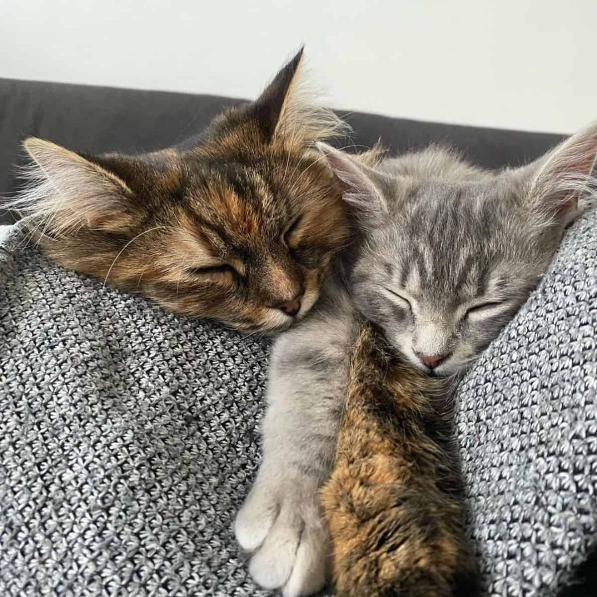 two cats sleeping