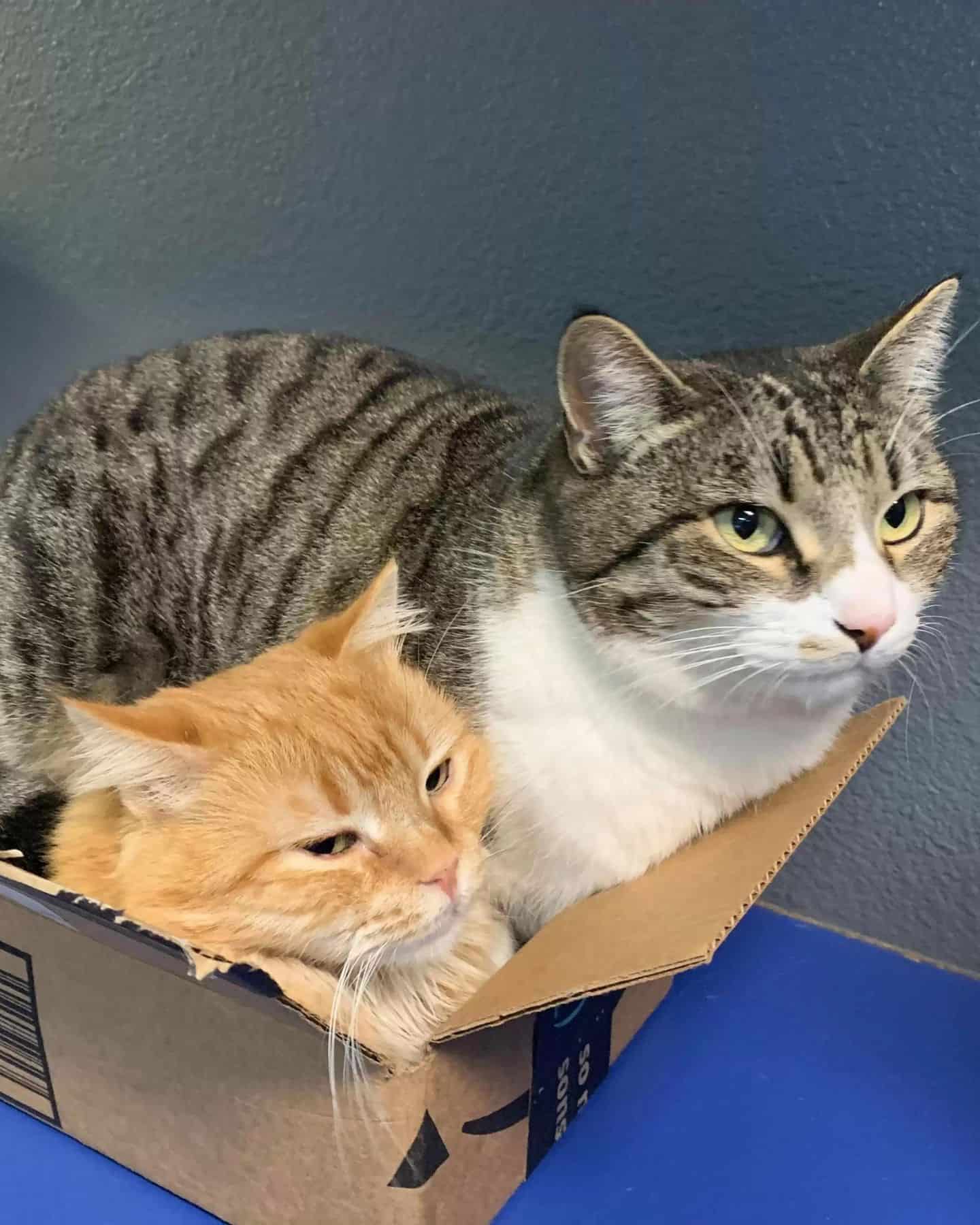 two cats in a box