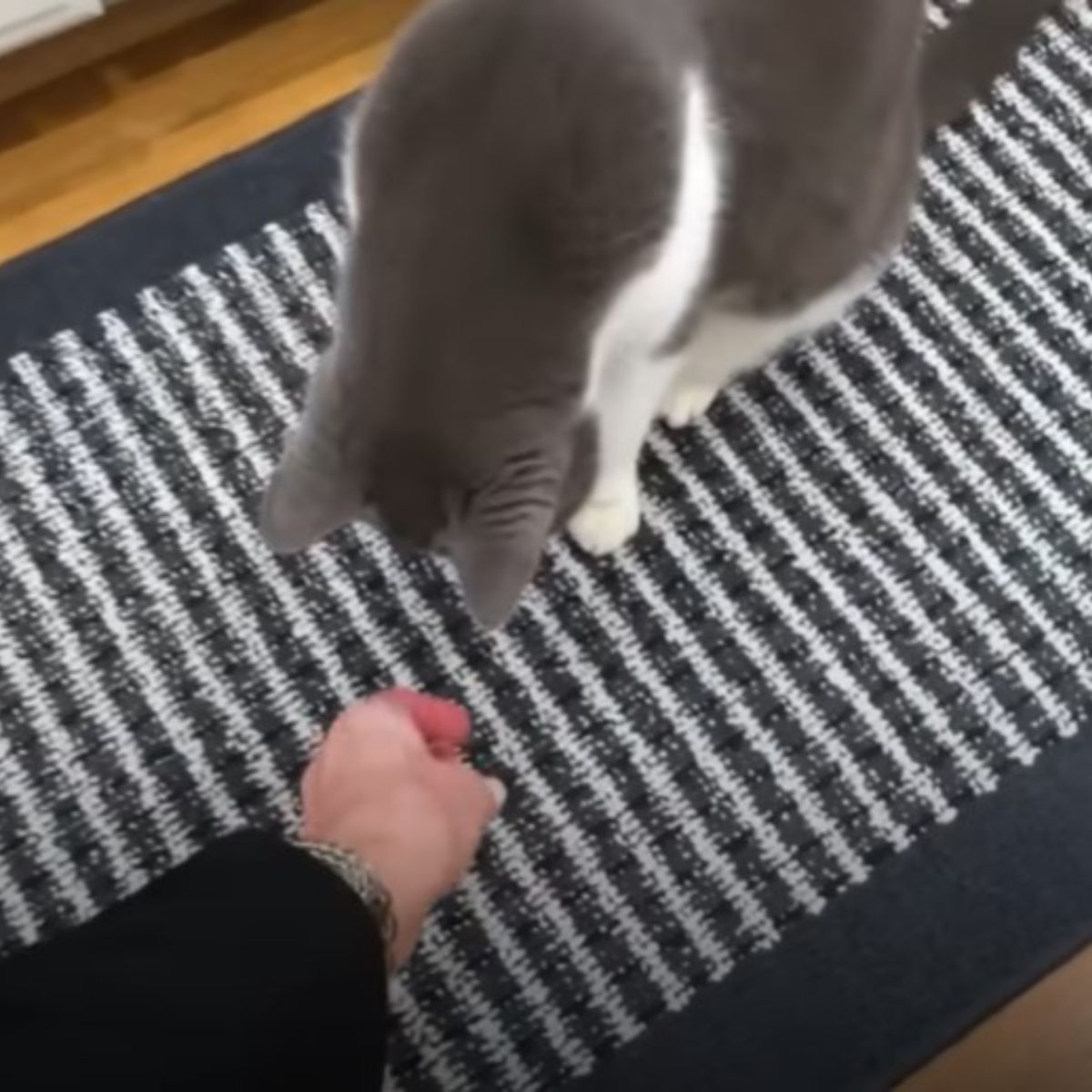 cat playing with toy