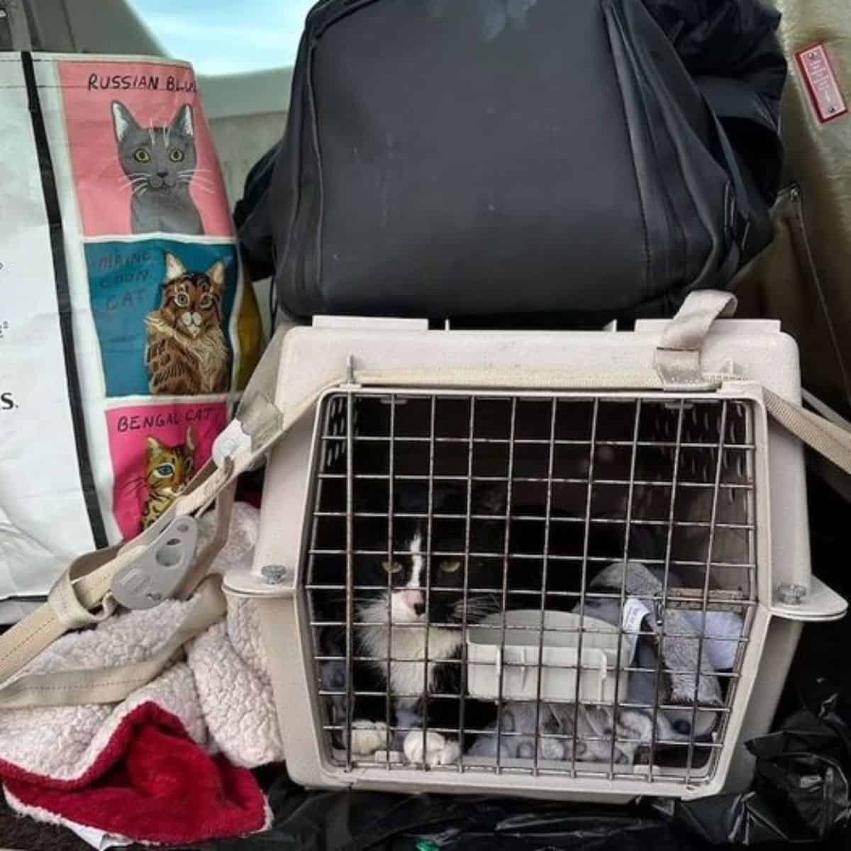 cat sitting in cage