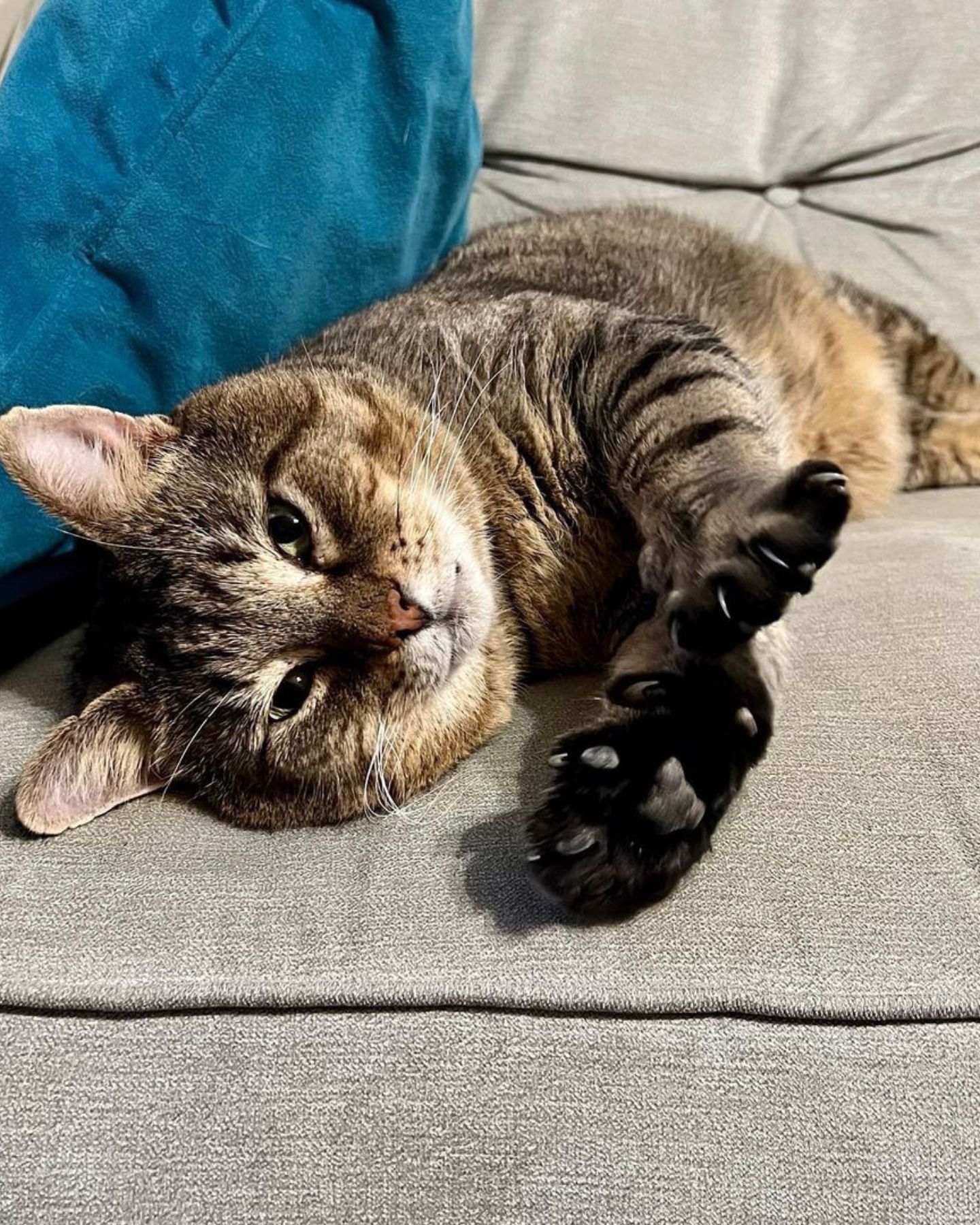 cat lying on couch