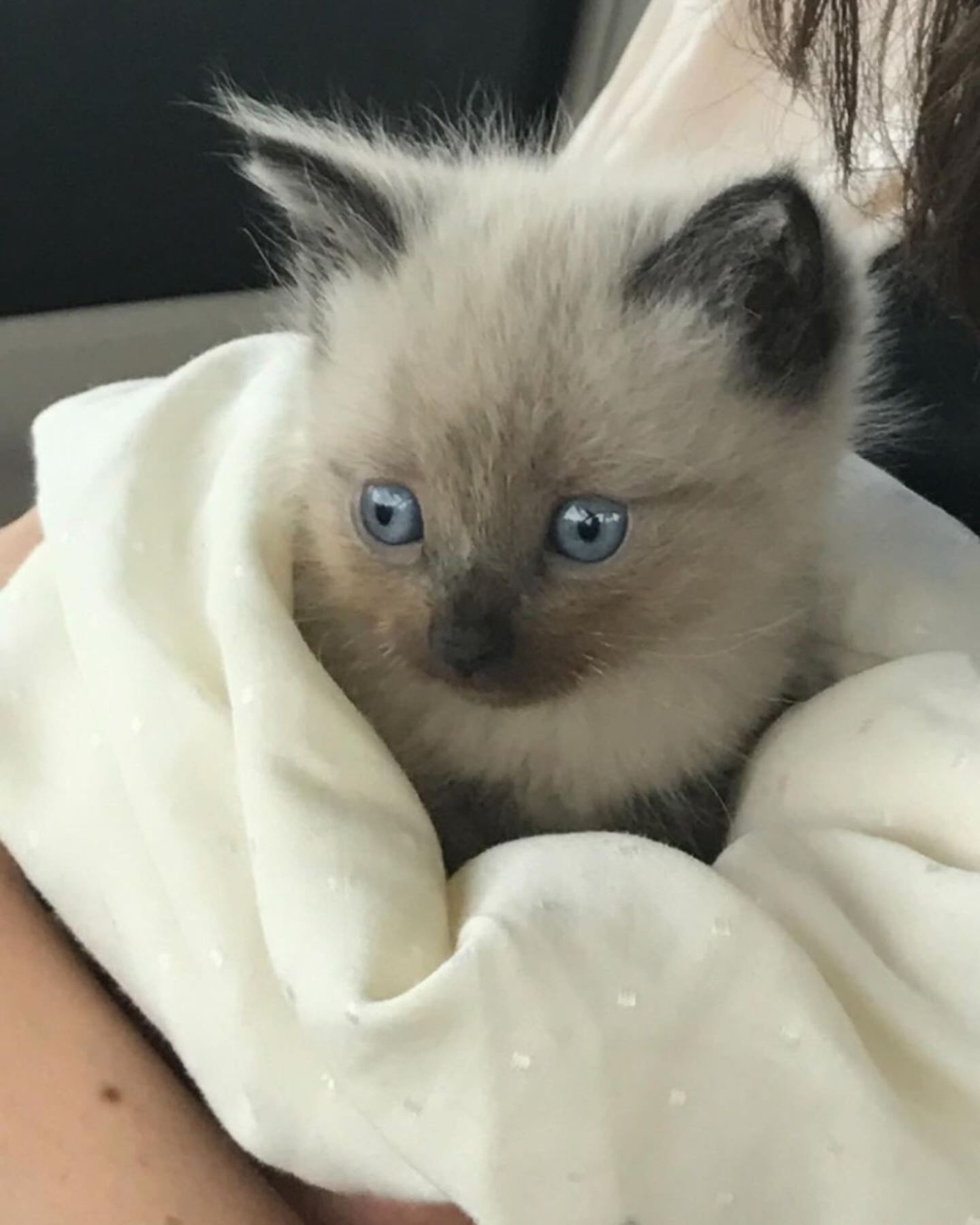 cute kitten with blue eyes