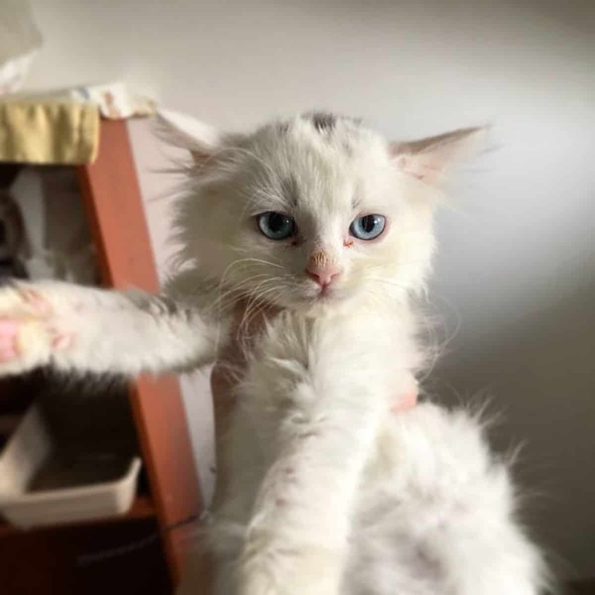 white kitten with blue eyes