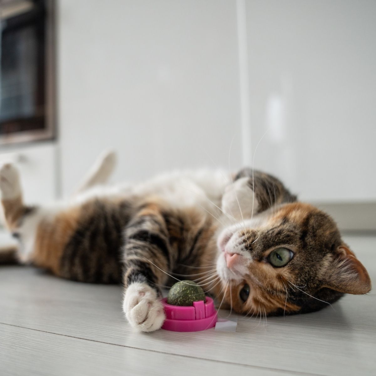 cat laying on a back