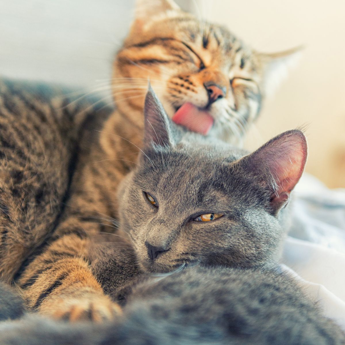 two cats laying together