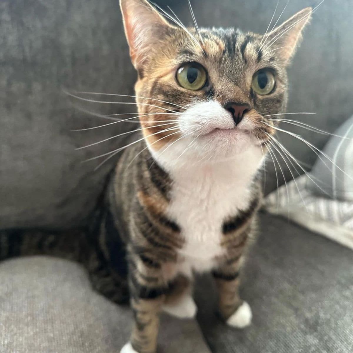 cat sitting on couch