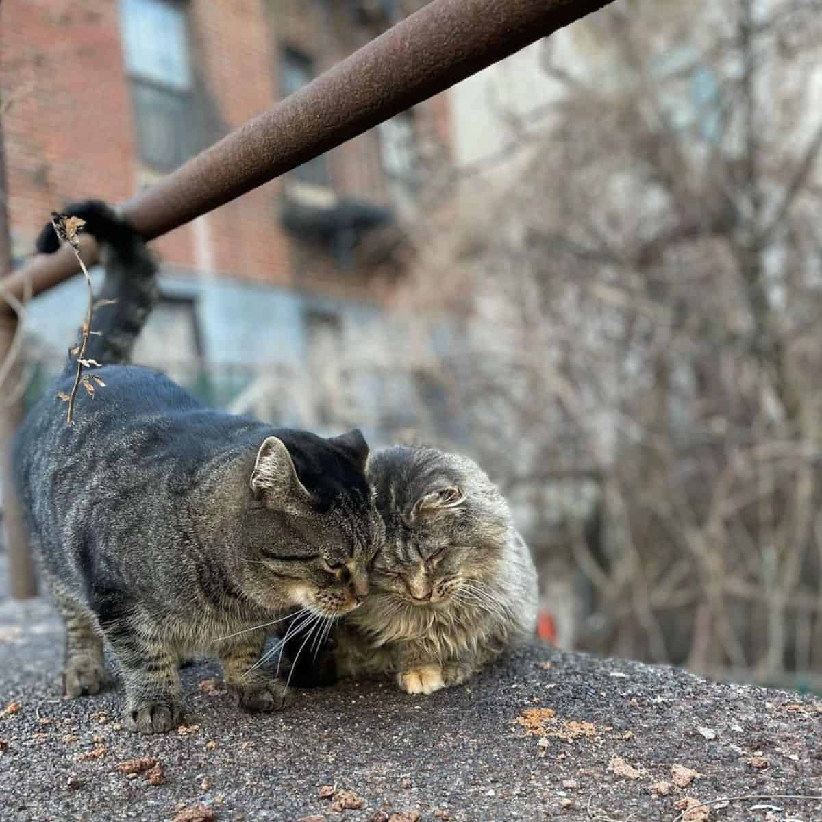 two cats hugging