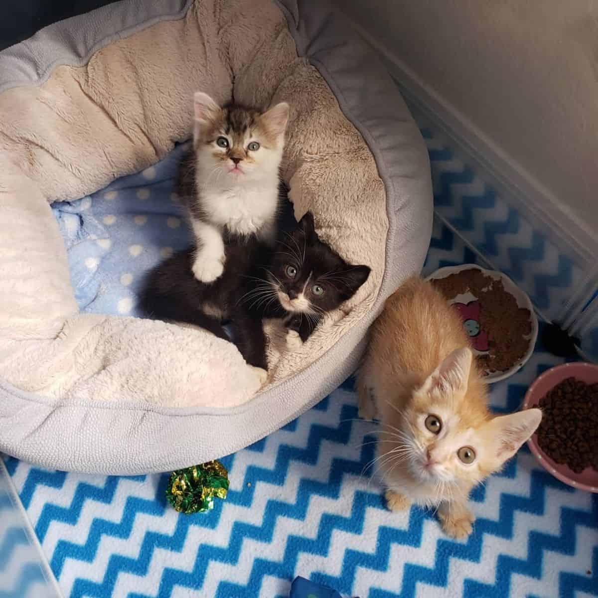 three kittens