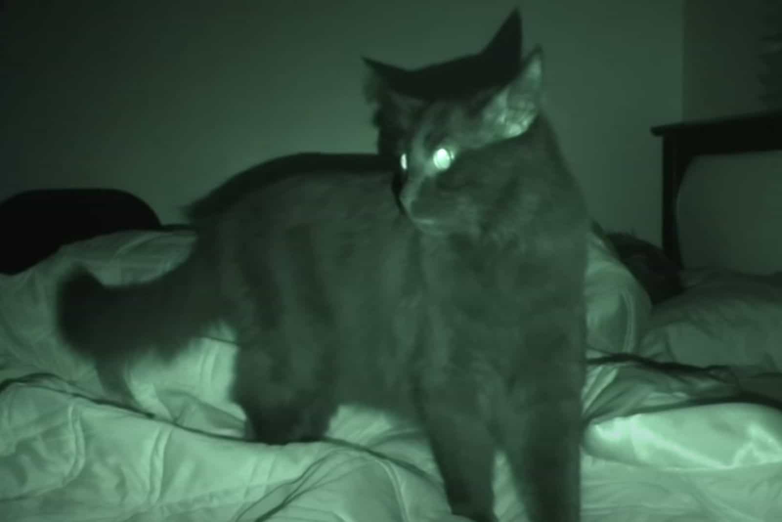 cat in the dark