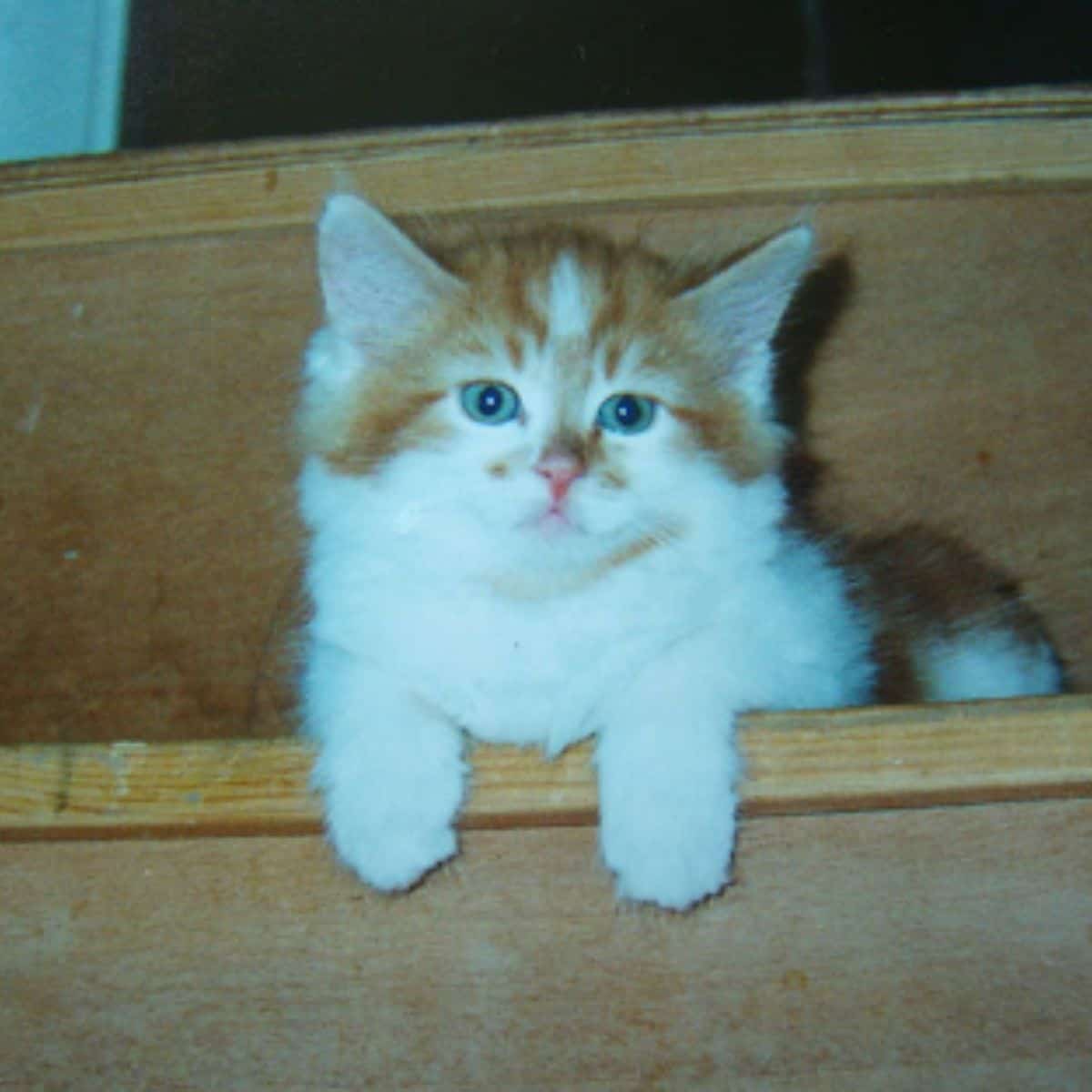 kitten on stairs