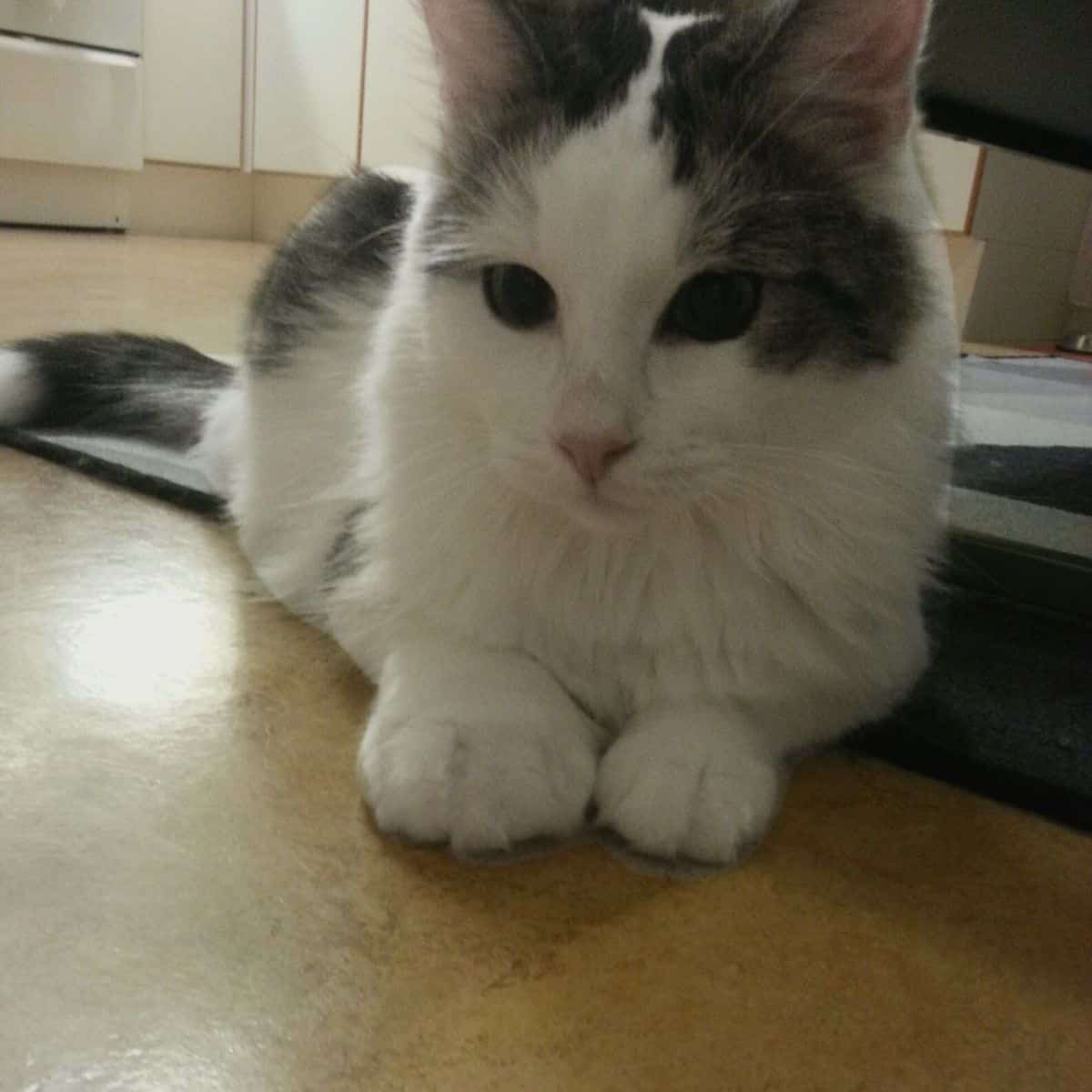 cat lying on the floor