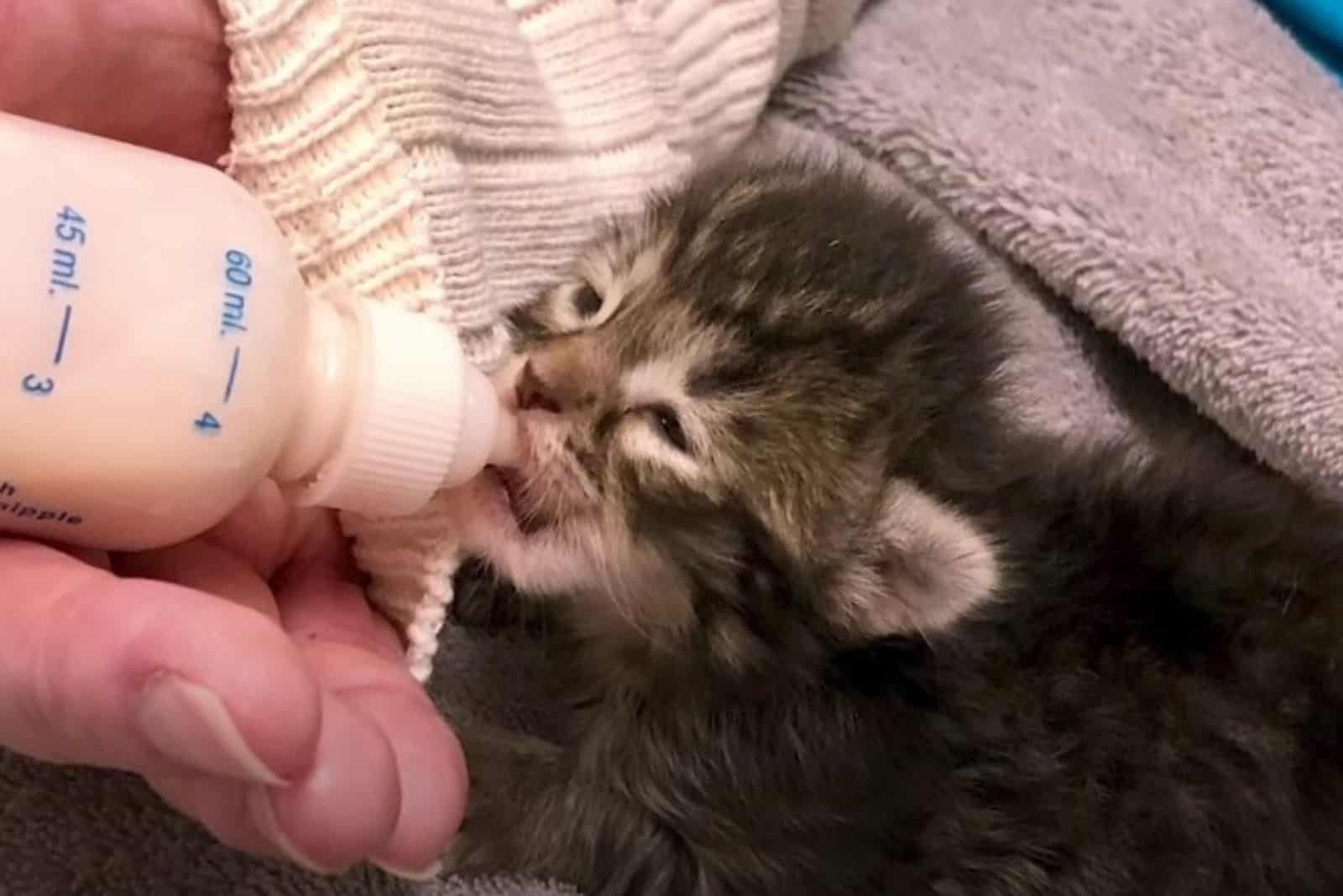 kitten being bottle fed