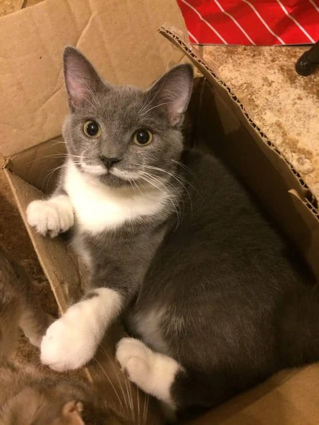 cat with moustache