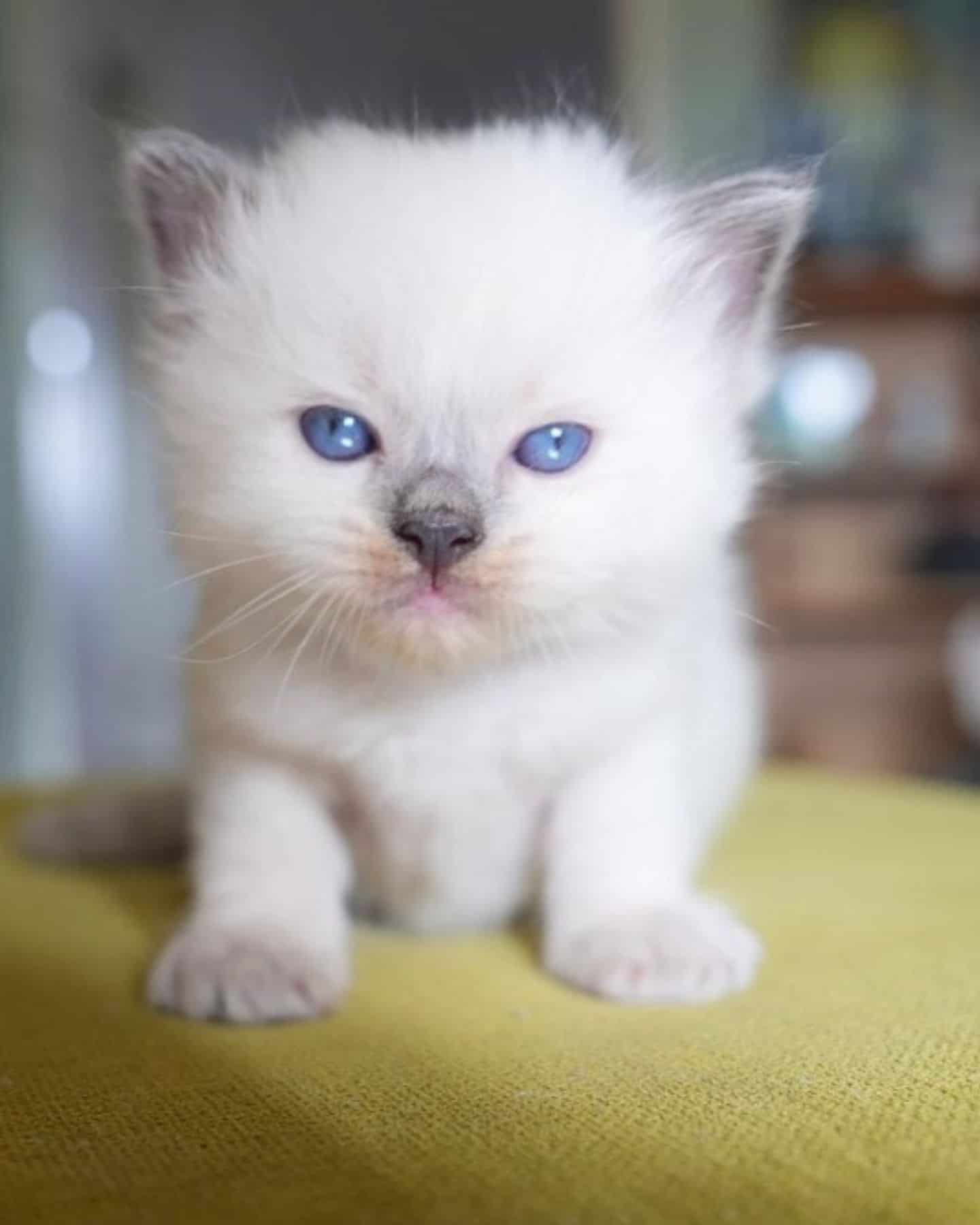 white kitten