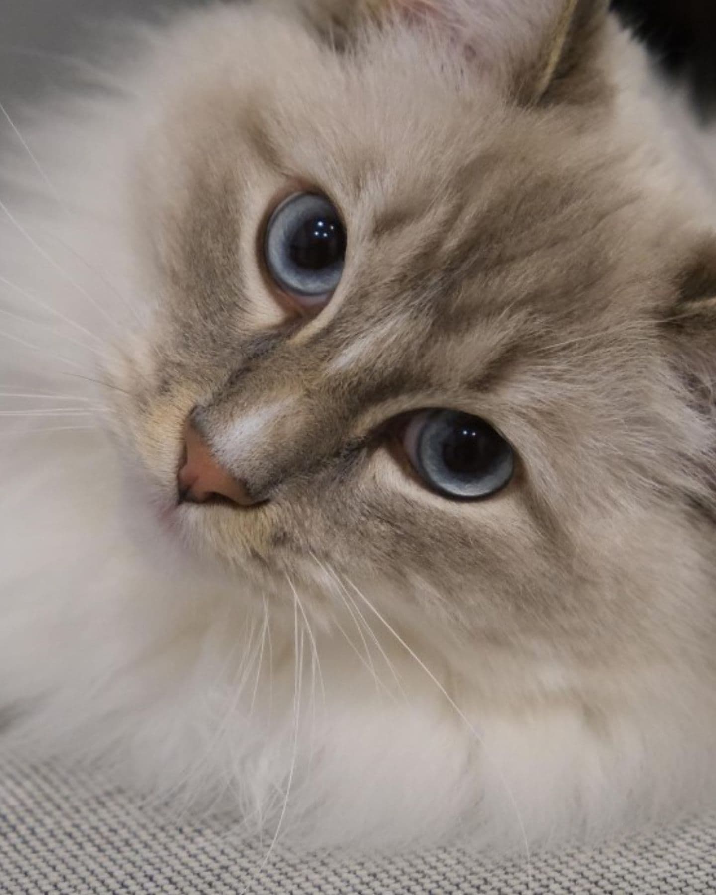 cute ragdoll cat