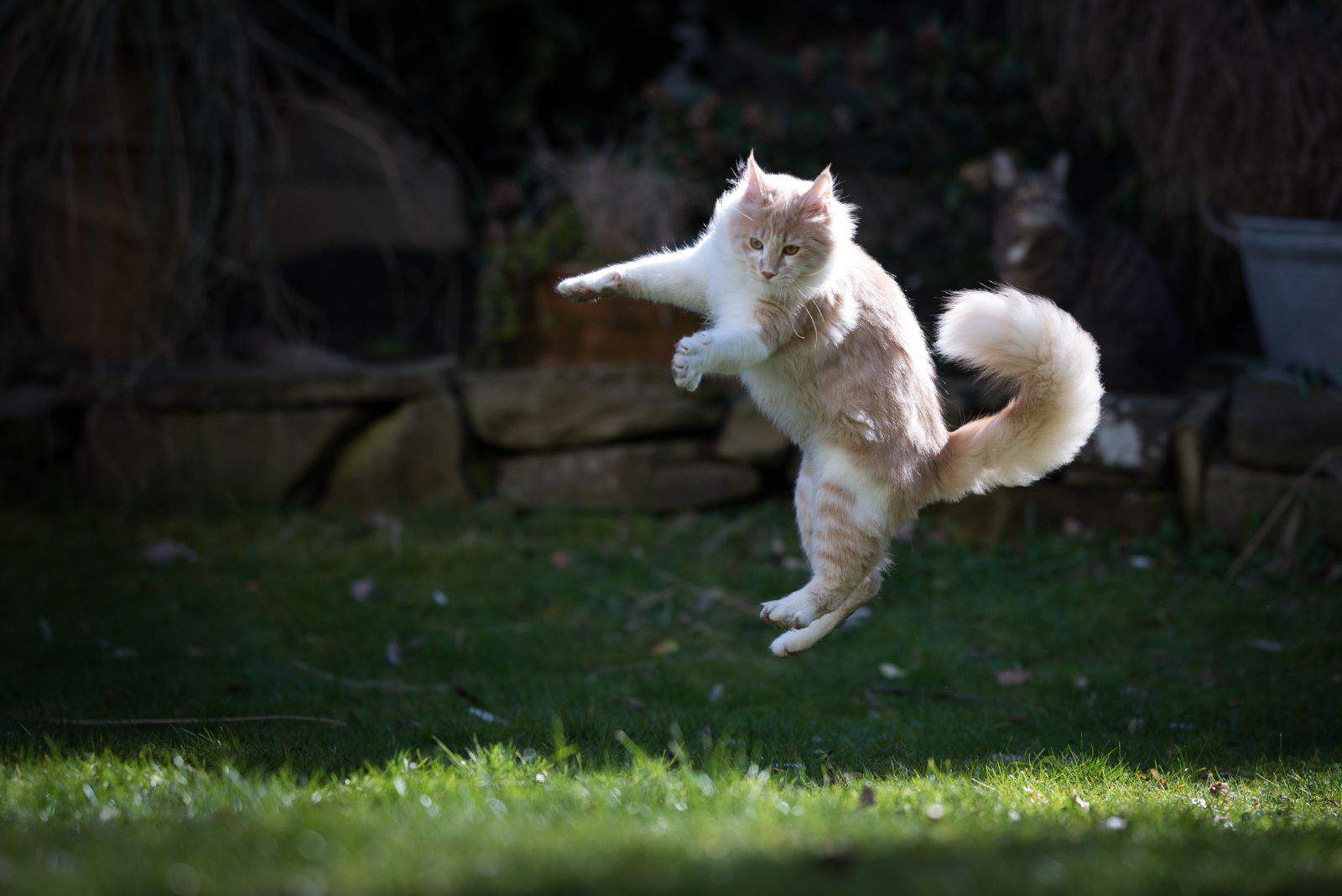 cat jumping