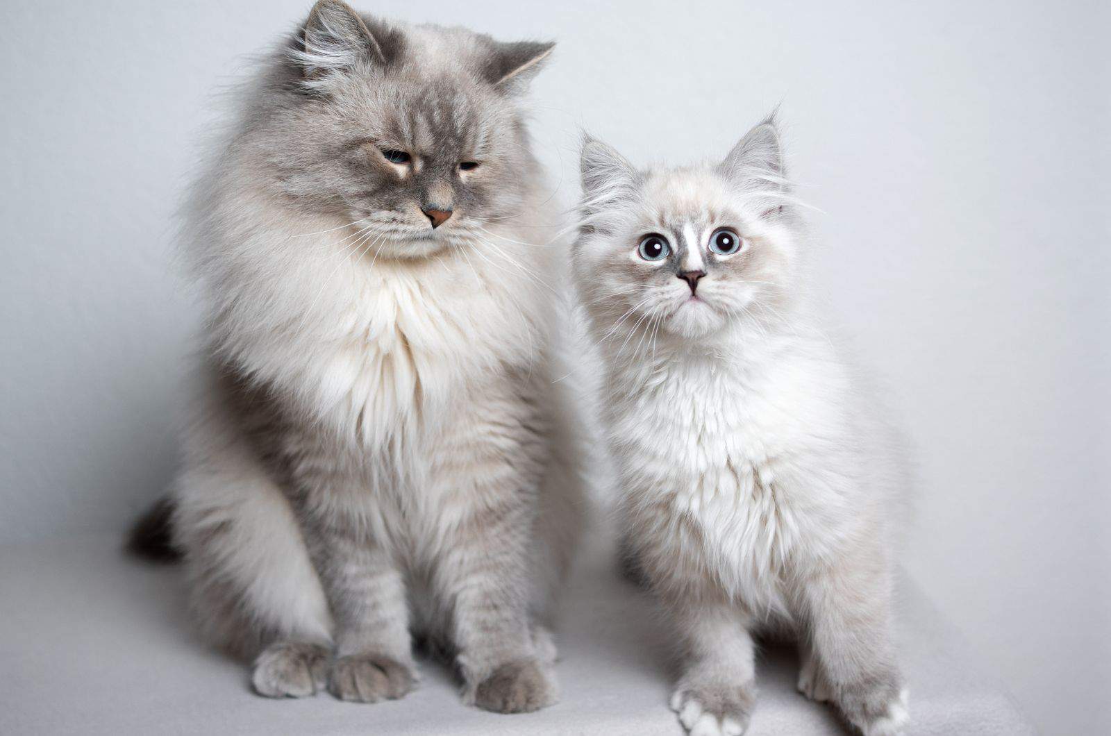 photo of two cats