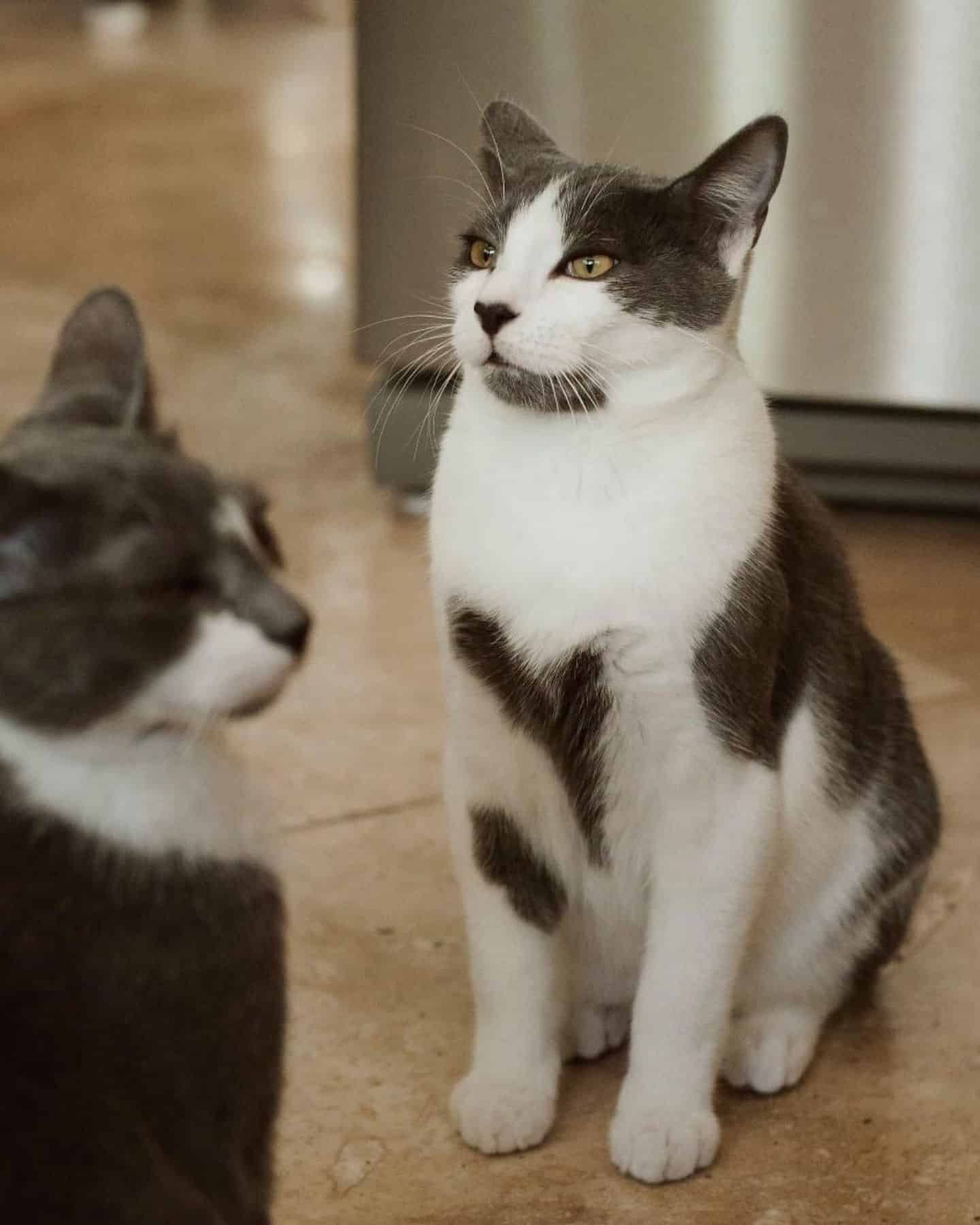 photo of a cat sitting