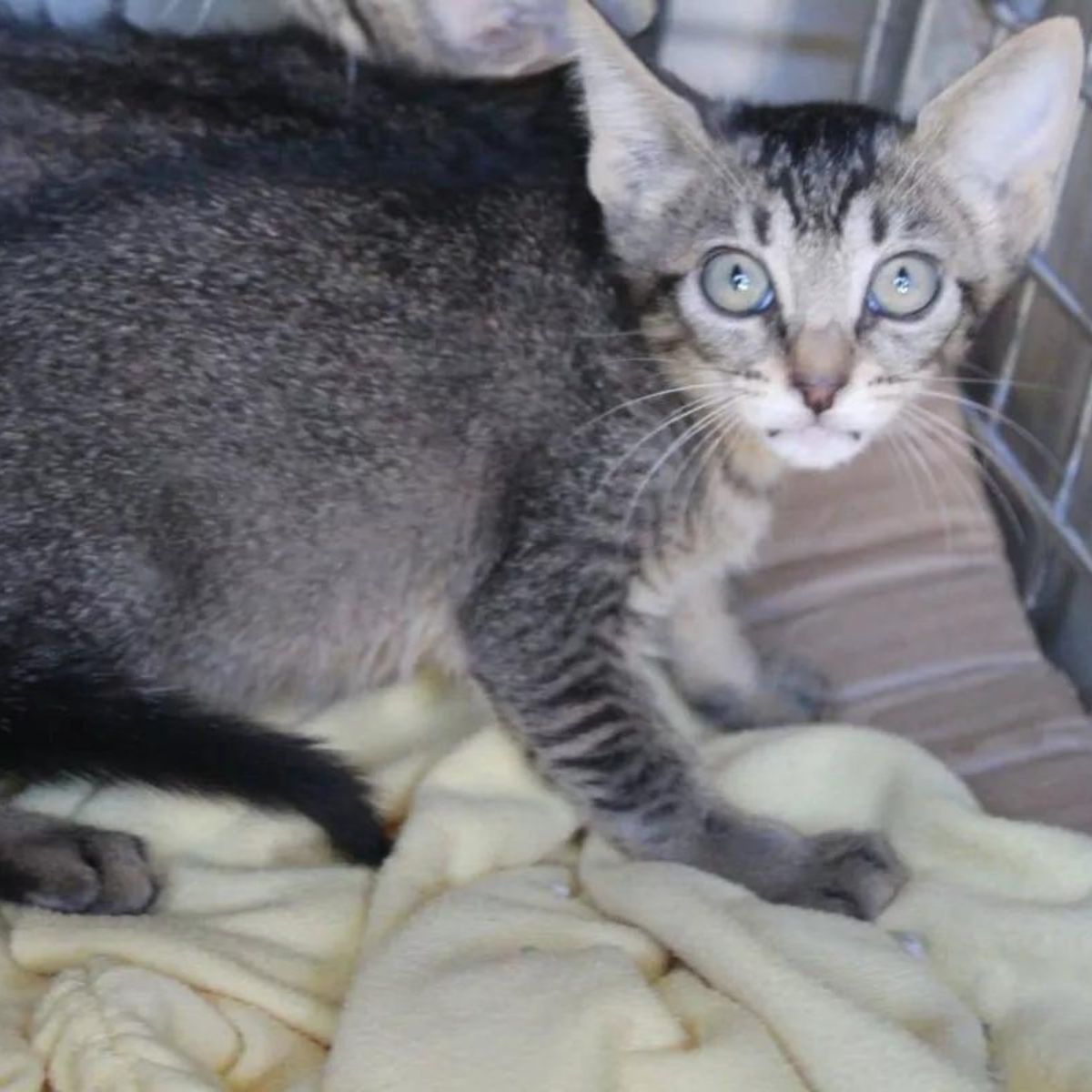 adorable gray cat