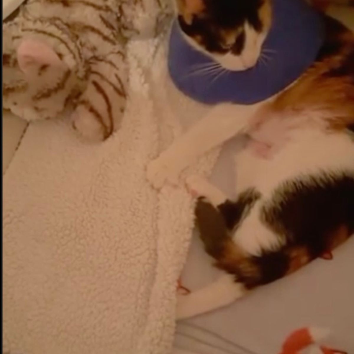 cat lying next to a toy