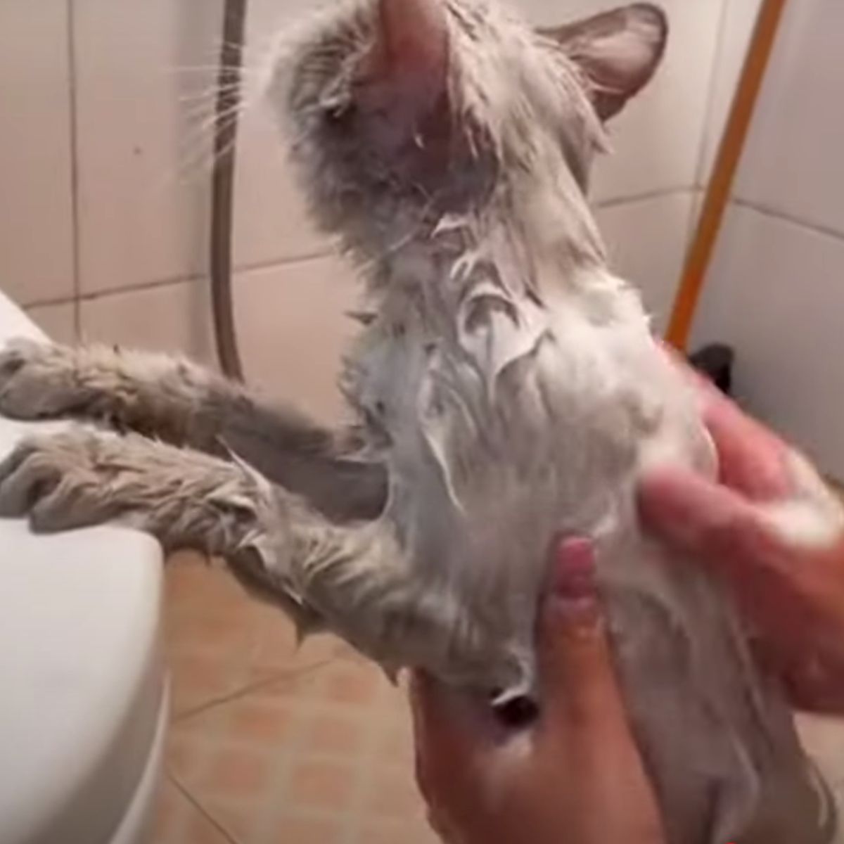 cat getting a bath