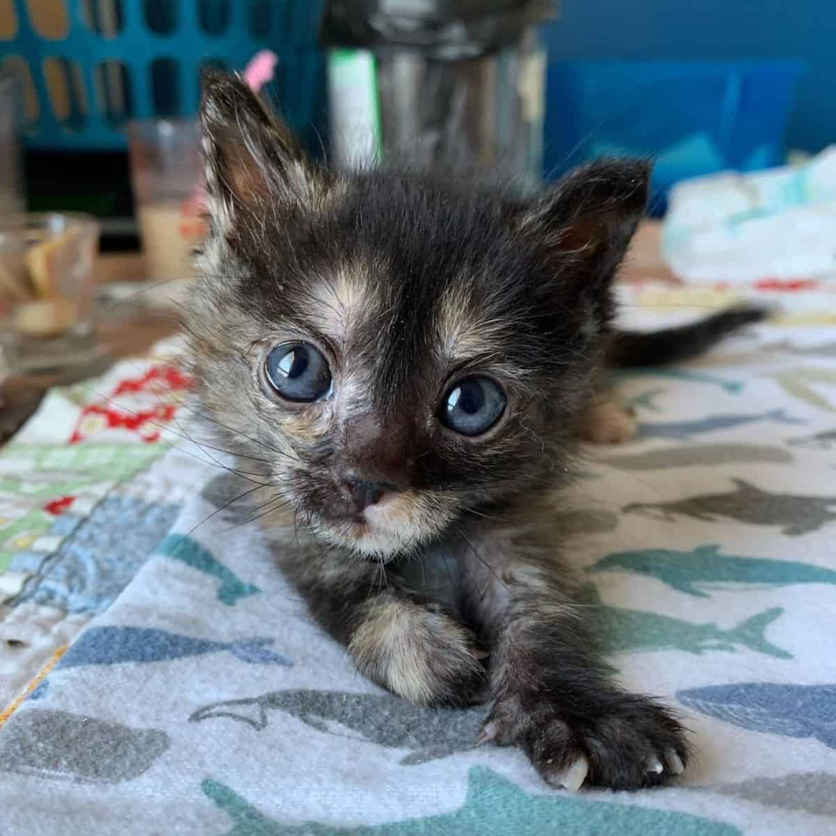 photo of kitten lying