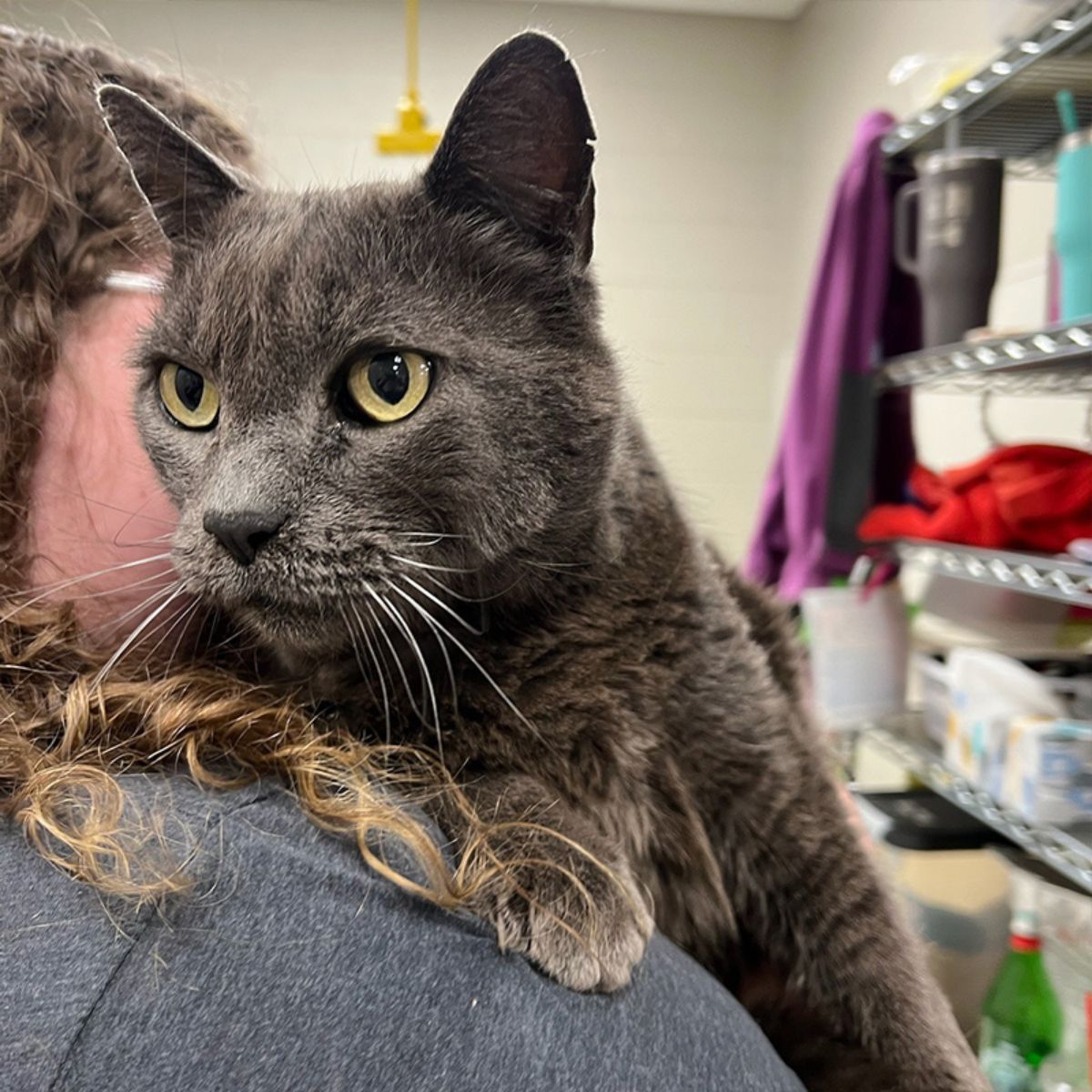 woman holding a cat