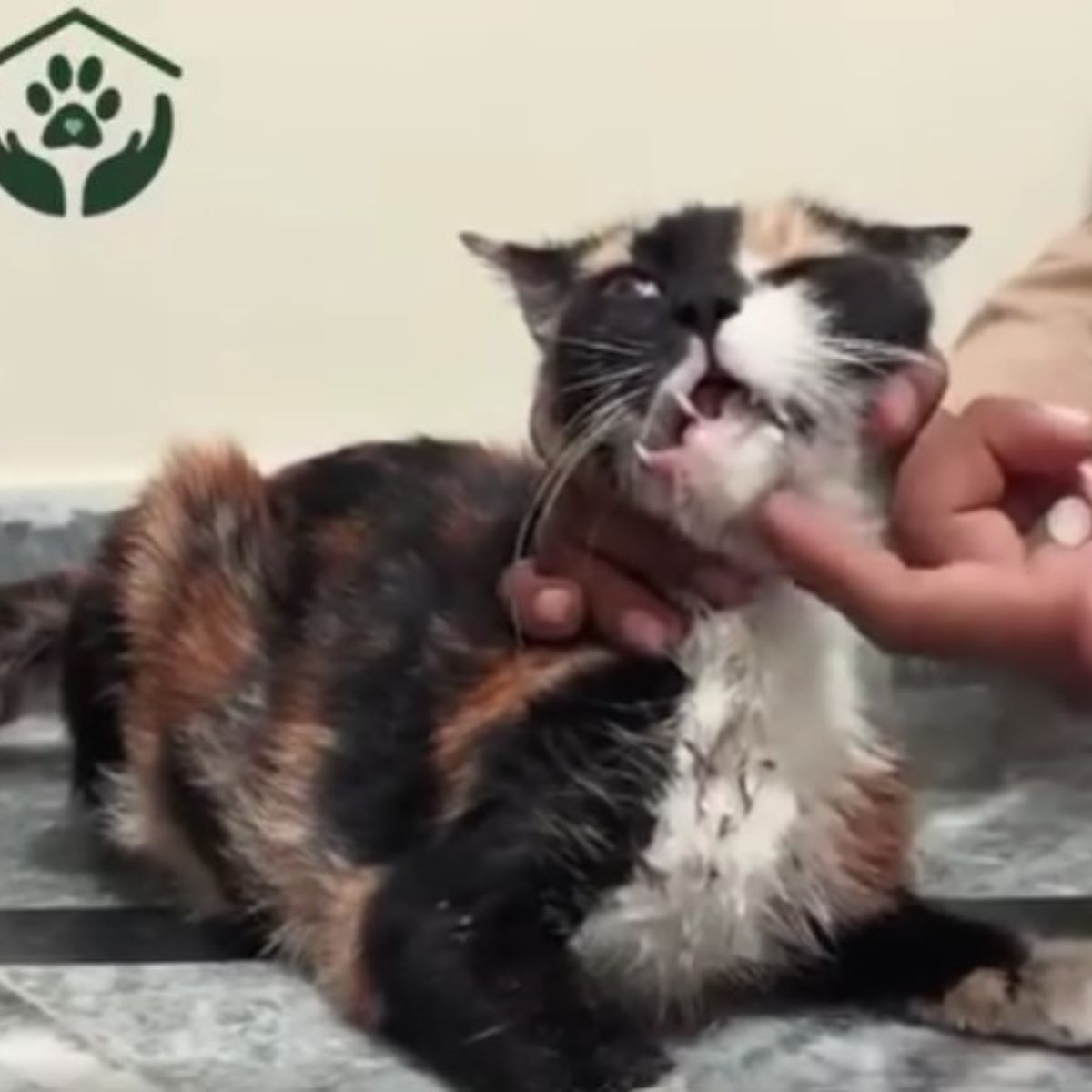 injured cat