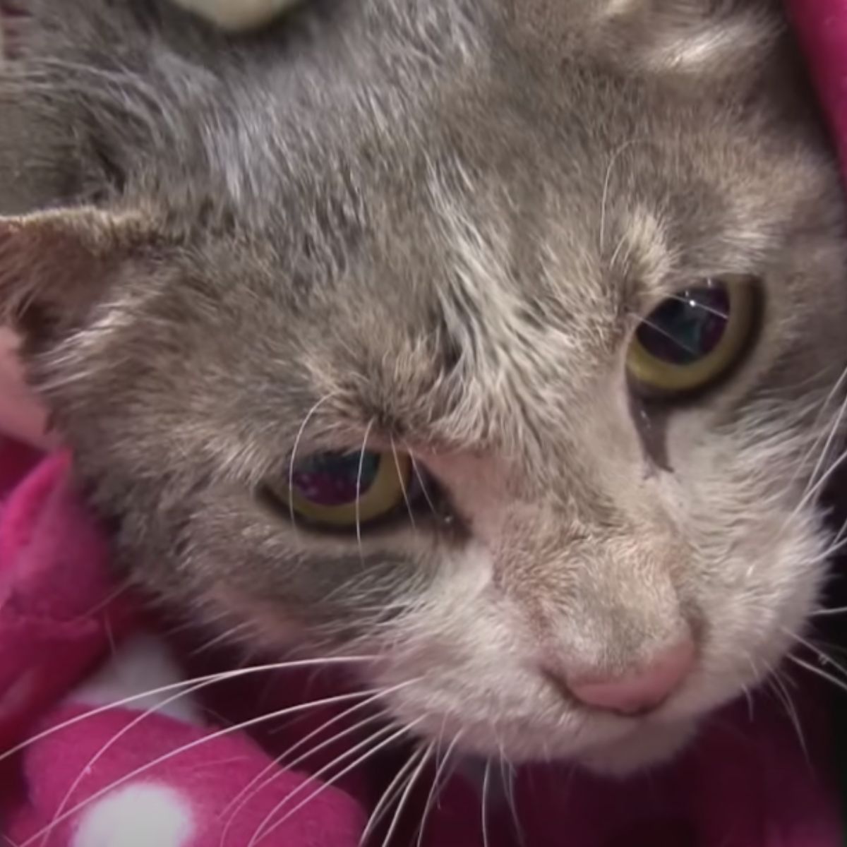 close-up photo of rescued cat