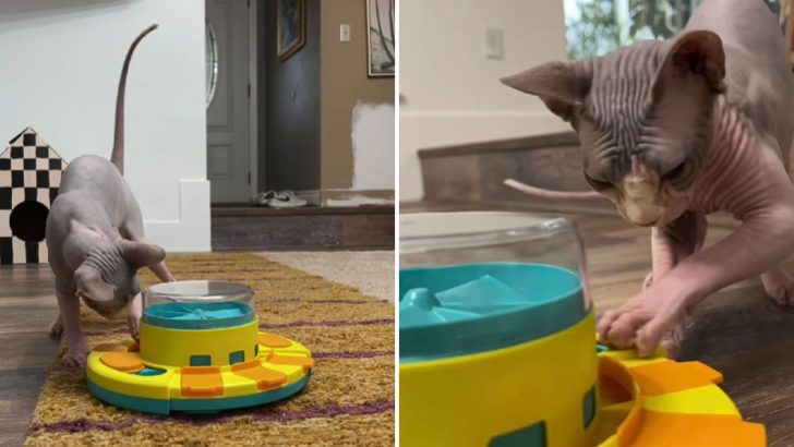 This Smart Sphynx Cat Rightfully Bears The Title Of “The Puzzle Master” And Here’s Why