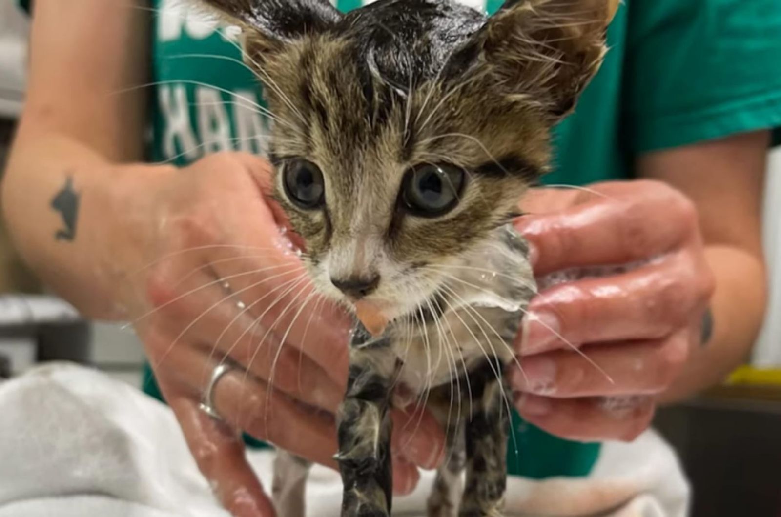 woman washing a cat