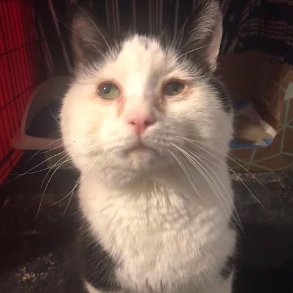 sweet black and white cat