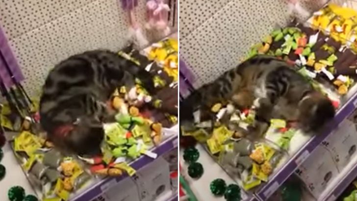 Missing Cat Discovered Rolling All Over Catnip Aisle Of A Local Store And It’s Hilarious