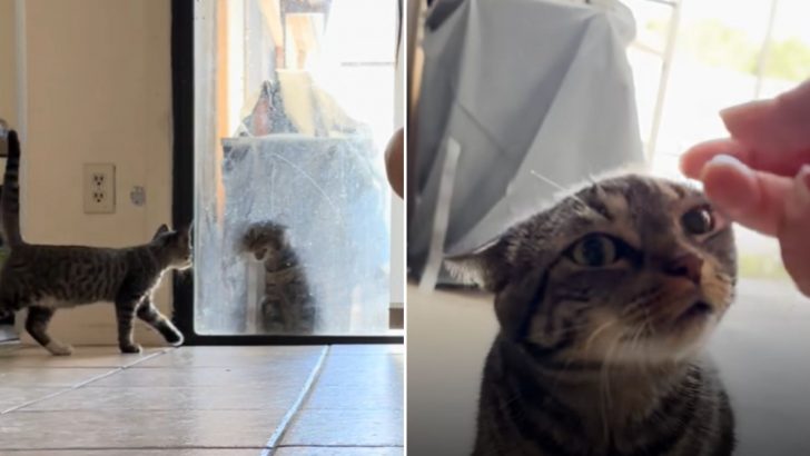 Cat Despises The New Kitten Her Owner Brings Home, Making Her Displeasure Clear To Everyone