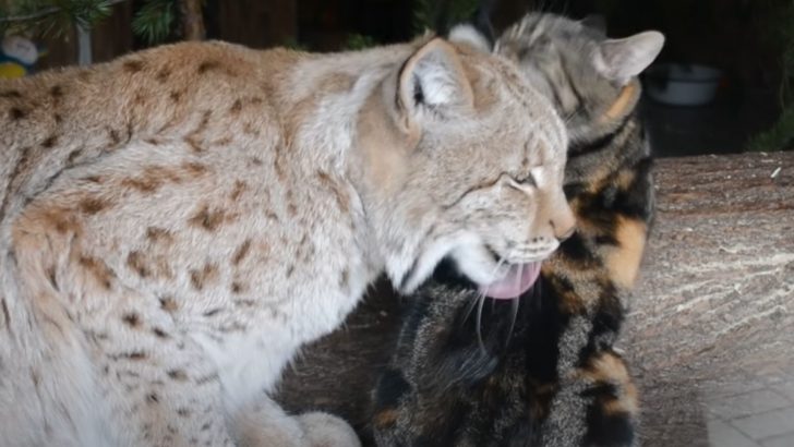 Cat Sneaks Into The Zoo Searching For Food But Ends Up At A Lynx’s Enclosure