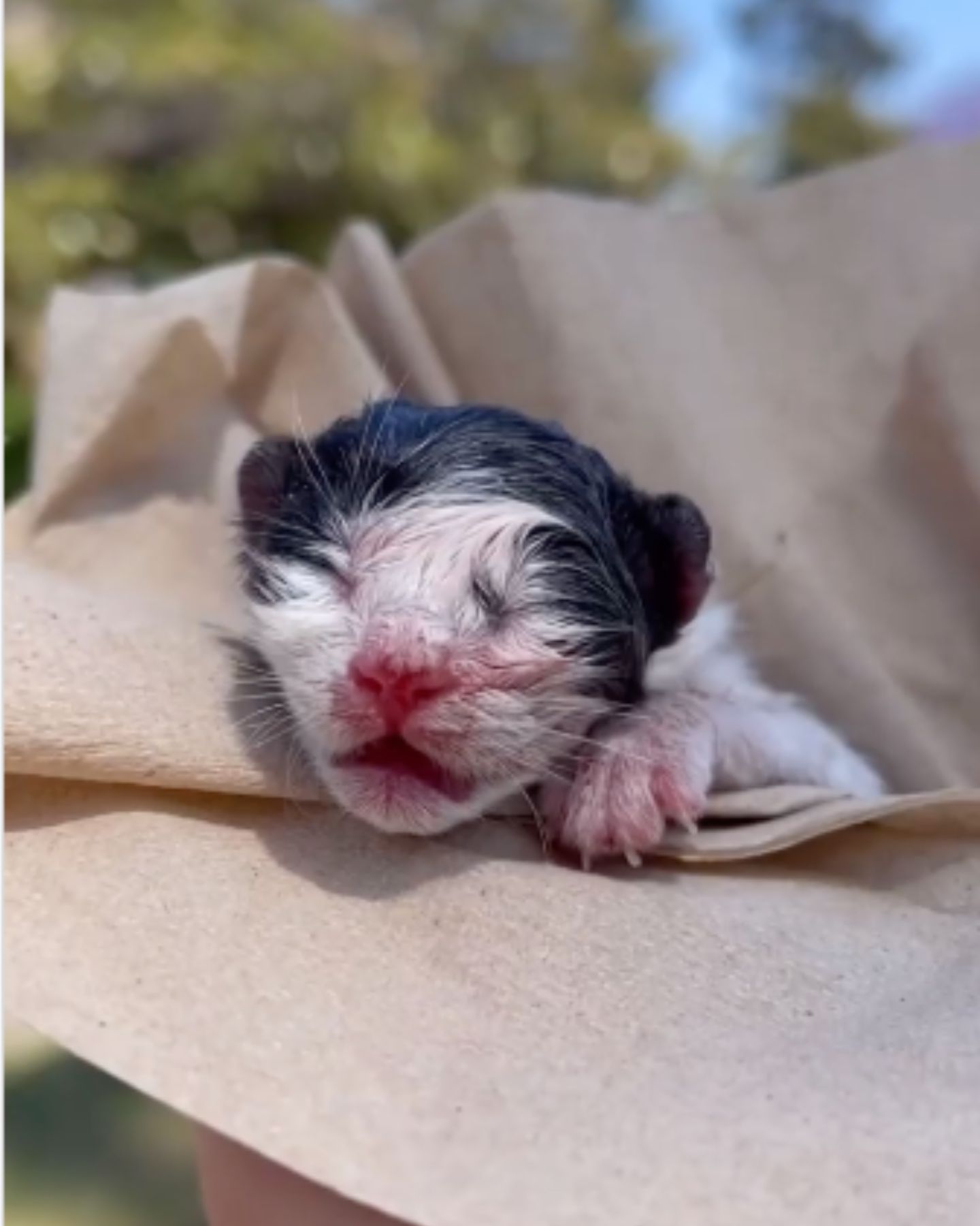 newborn kitten sleeping