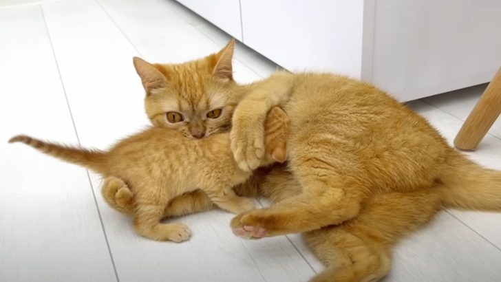 Watch How A Mama Cat Disciplines Her Kittens For Fighting Each Other