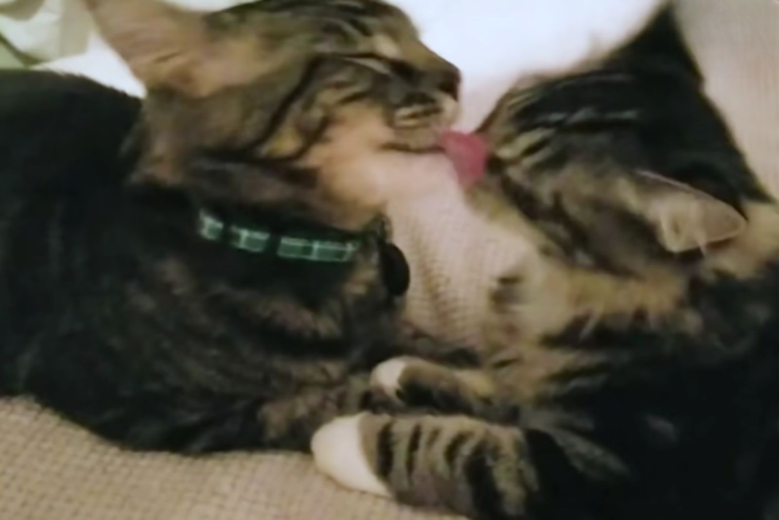 cats licking each other